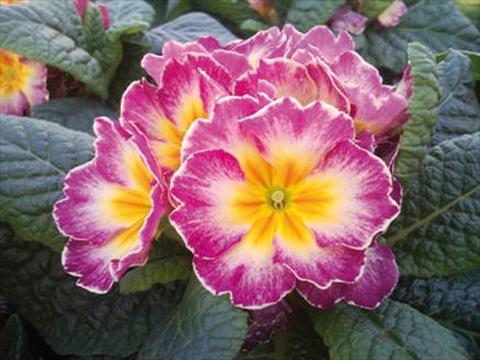 Photo de variété de fleurs à utiliser comme: Pot et Plante à massif Primula acaulis Orion F1 Lilac Flame
