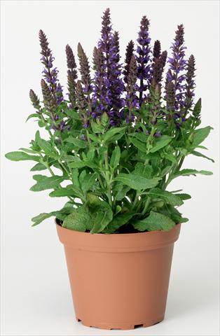 Photo de variété de fleurs à utiliser comme: Plante à massif/ plante de bordure Salvia x superba Merleau® Blue Compact