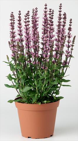 Photo de variété de fleurs à utiliser comme: Plante à massif/ plante de bordure Salvia x superba Merleau® Rose Improved