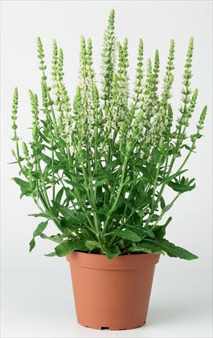 Photo de variété de fleurs à utiliser comme: Plante à massif/ plante de bordure Salvia x superba Merleau® White