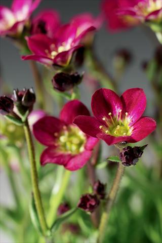 Photo de variété de fleurs à utiliser comme: Pot et Plante à massif Saxifraga x arendsii Highlander Red