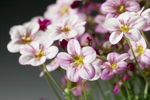 Photo de variété de fleurs à utiliser comme: Pot et Plante à massif Saxifraga x arendsii Highlander Rose Shades