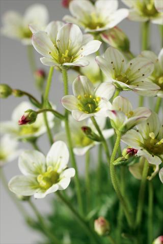 Photo de variété de fleurs à utiliser comme: Pot et Plante à massif Saxifraga x arendsii Highlander White and Red