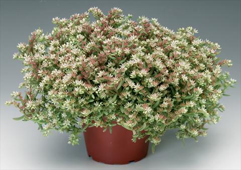Photo de variété de fleurs à utiliser comme: Pot et Plante à massif Sedum pulchellum Silver Frost