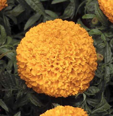 Photo de variété de fleurs à utiliser comme: Plante à massif, pot ou Suspension Tagetes erecta Moonstruck® F1 Deep Orange