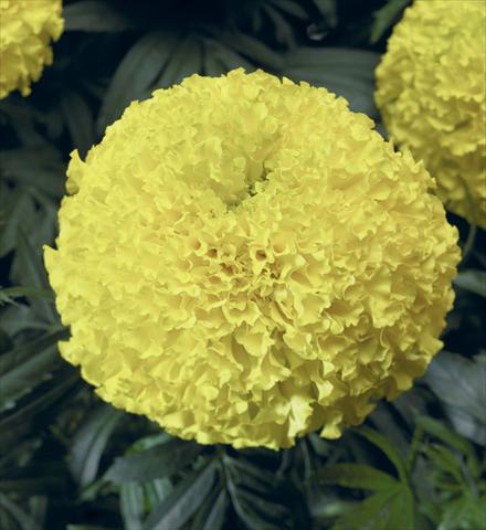 Photo de variété de fleurs à utiliser comme: Plante à massif, pot ou Suspension Tagetes erecta Moonstruck® F1 Lemon Yellow