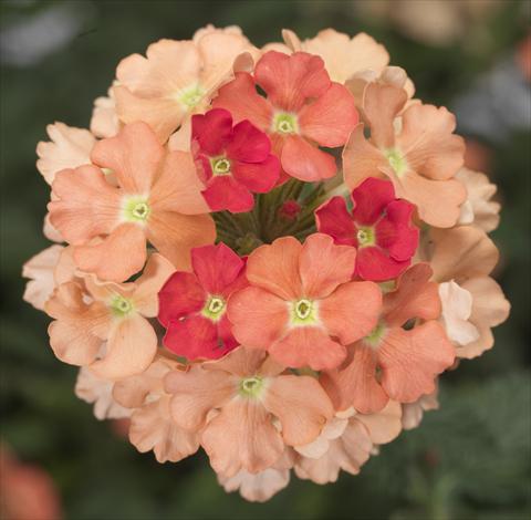 Photo de variété de fleurs à utiliser comme: Pot, patio, Suspension Verbena Lanai® Peach Improved