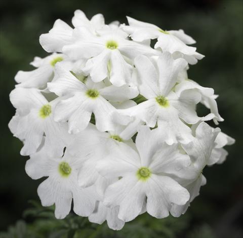 Photo de variété de fleurs à utiliser comme: Pot, patio, Suspension Verbena Lanai® White Improved