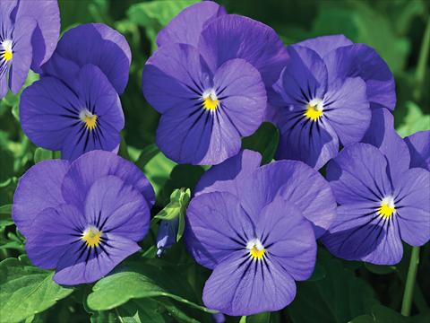 Photo de variété de fleurs à utiliser comme: Pot et Plante à massif Viola cornuta Penny F1 Blue with Yellow center