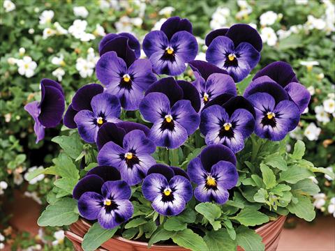 Photo de variété de fleurs à utiliser comme: Pot et Plante à massif Viola cornuta Penny F1 Denim Jump Up