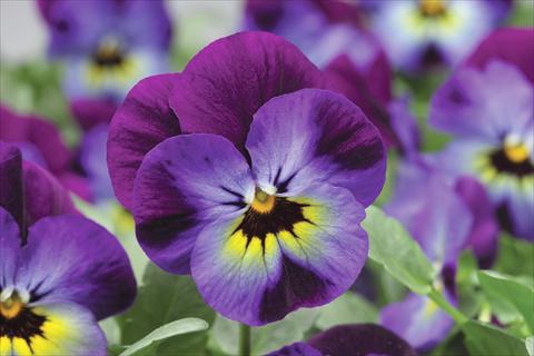Photo de variété de fleurs à utiliser comme: Pot et Plante à massif Viola cornuta Penny F1 Violet Blue