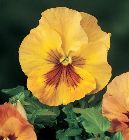 Photo de variété de fleurs à utiliser comme: Pot et Plante à massif Viola wittrockiana Karma F1 Copperfield