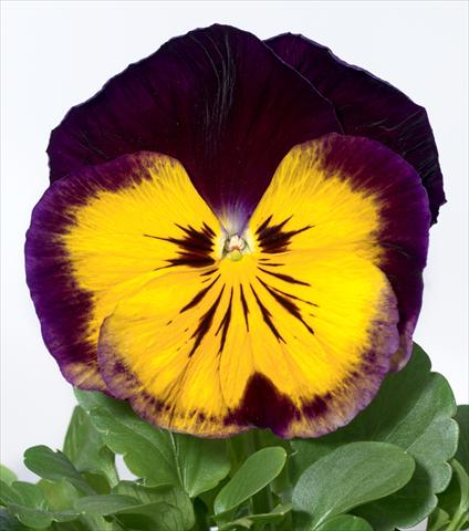 Photo de variété de fleurs à utiliser comme: Pot et Plante à massif Viola wittrockiana Karma F1 Midnight Sun