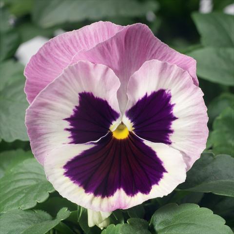Photo de variété de fleurs à utiliser comme: Pot et Plante à massif Viola wittrockiana Karma F1 Pink Blotch