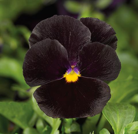 Photo de variété de fleurs à utiliser comme: Pot et Plante à massif Viola wittrockiana Mariposa F1 Black