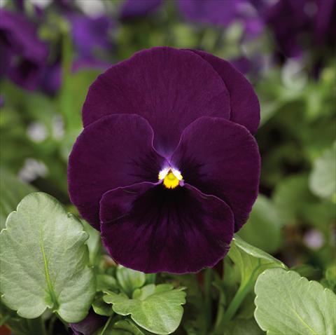 Photo de variété de fleurs à utiliser comme: Pot et Plante à massif Viola wittrockiana Mariposa F1 Purple