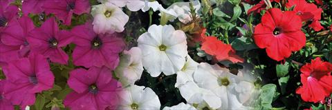 Photo de variété de fleurs à utiliser comme: Pot, patio, Suspension 3 Combo Trio Musicale Can Can
