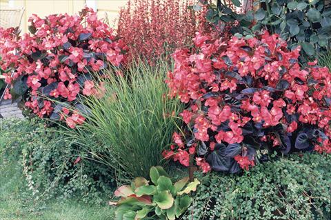 Photo de variété de fleurs à utiliser comme: Pot et Plante à massif Begonia x benariensis BIG Rose bronze leaf