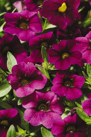 Photo de variété de fleurs à utiliser comme: Pot, patio, Suspension Calibrachoa Gioia® Deep Red