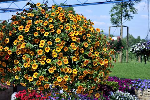 Photo de variété de fleurs à utiliser comme: Pot, patio, Suspension Calibrachoa Gioia® Golden Orange Vein