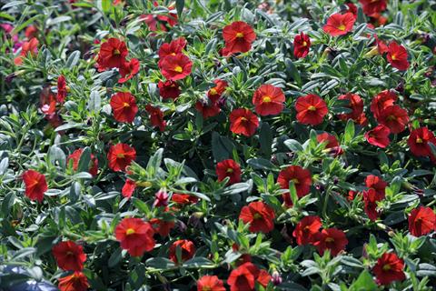 Photo de variété de fleurs à utiliser comme: Pot, patio, Suspension Calibrachoa Gioia® Orange Red