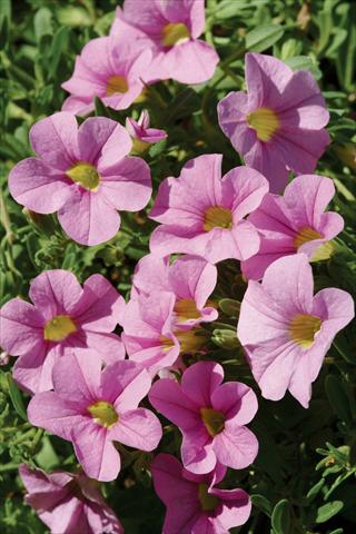 Photo de variété de fleurs à utiliser comme: Pot, patio, Suspension Calibrachoa Gioia® Pink