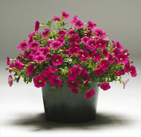 Photo de variété de fleurs à utiliser comme: Pot, patio, Suspension Calibrachoa Gioia® Rose