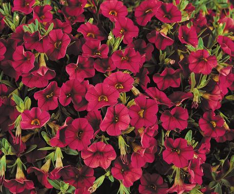 Photo de variété de fleurs à utiliser comme: Pot, patio, Suspension Calibrachoa Gioia® Ruby Red