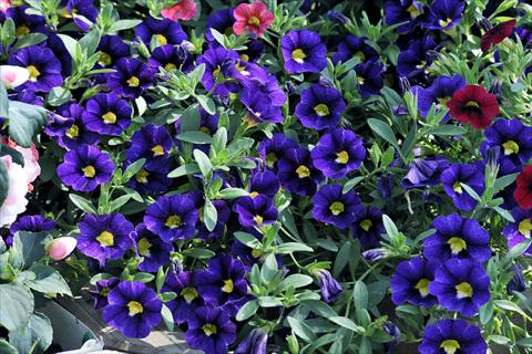 Photo de variété de fleurs à utiliser comme: Pot, patio, Suspension Calibrachoa Gioia® Velvet Blue