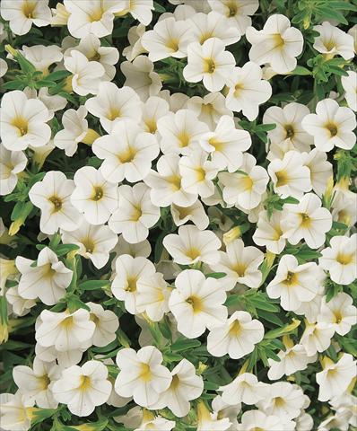 Photo de variété de fleurs à utiliser comme: Pot, patio, Suspension Calibrachoa Gioia® White