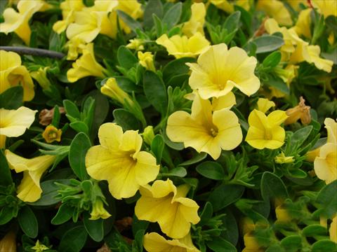 Photo de variété de fleurs à utiliser comme: Pot, patio, Suspension Calibrachoa Gioia® Yellow