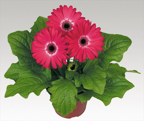 Photo de variété de fleurs à utiliser comme: Pot Gerbera jamesonii Babylon Bicolor Red dark eye