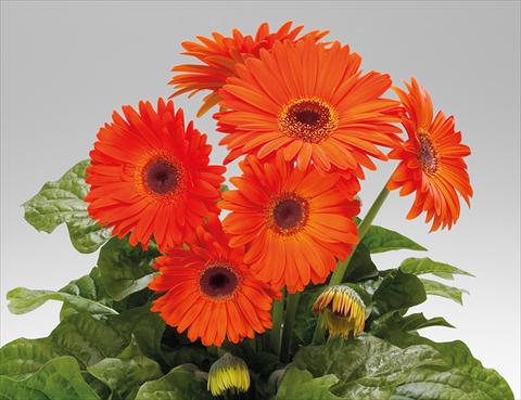 Photo de variété de fleurs à utiliser comme: Pot Gerbera jamesonii Babylon Deep Orange dark eye