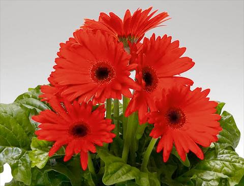 Photo de variété de fleurs à utiliser comme: Pot Gerbera jamesonii Babylon Orange Scarlet dark eye