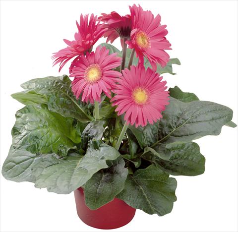 Photo de variété de fleurs à utiliser comme: Pot Gerbera jamesonii Babylon Rose