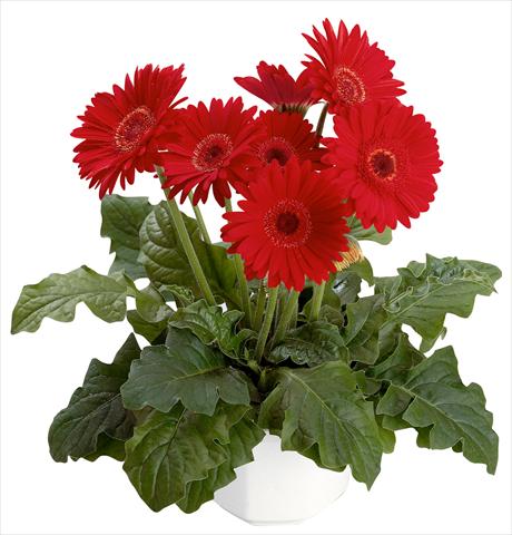 Photo de variété de fleurs à utiliser comme: Pot Gerbera jamesonii Babylon Scarlet with eye