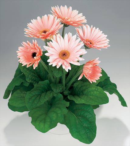 Photo de variété de fleurs à utiliser comme: Pot Gerbera jamesonii Babylon Soft Pink dark eye