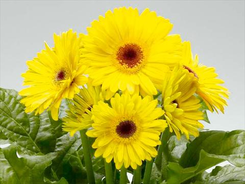 Photo de variété de fleurs à utiliser comme: Pot Gerbera jamesonii Babylon Yellow dark eye