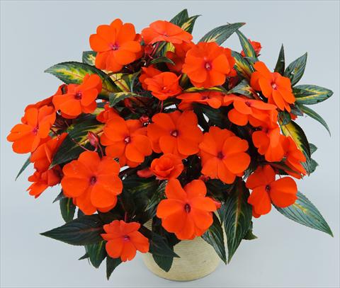 Photo de variété de fleurs à utiliser comme: Pot, Plante à massif, patio, Suspension Impatiens N. Guinea Strike Orange