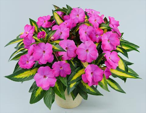 Photo de variété de fleurs à utiliser comme: Pot, Plante à massif, patio, Suspension Impatiens N. Guinea Strike Orchid