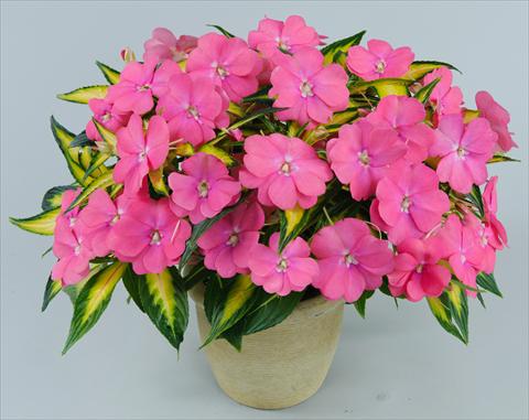 Photo de variété de fleurs à utiliser comme: Pot, Plante à massif, patio, Suspension Impatiens N. Guinea Strike Pink