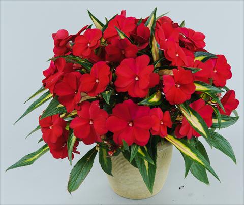 Photo de variété de fleurs à utiliser comme: Pot, Plante à massif, patio, Suspension Impatiens N. Guinea Strike Plum