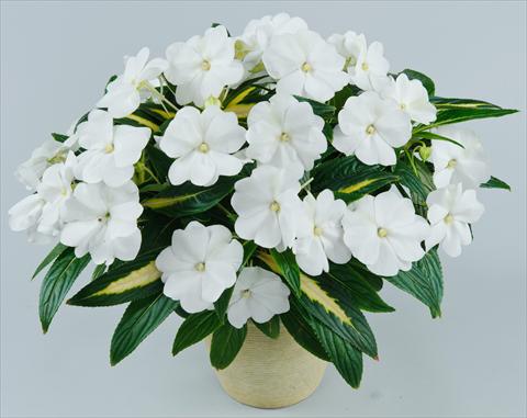 Photo de variété de fleurs à utiliser comme: Pot, Plante à massif, patio, Suspension Impatiens N. Guinea Strike White