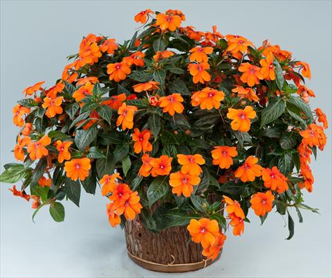 Photo de variété de fleurs à utiliser comme: Pot, Plante à massif, patio, Suspension Impatiens N. Guinea Sun Harmony® Orange