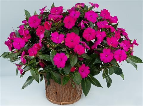 Photo de variété de fleurs à utiliser comme: Pot, Plante à massif, patio, Suspension Impatiens N. Guinea Sun Harmony® Purple