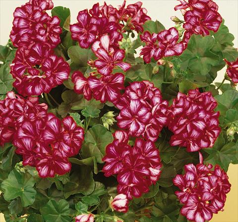 Photo de variété de fleurs à utiliser comme: Pot, patio, Suspension Pelargonium peltatum SIL Toscana® Chris