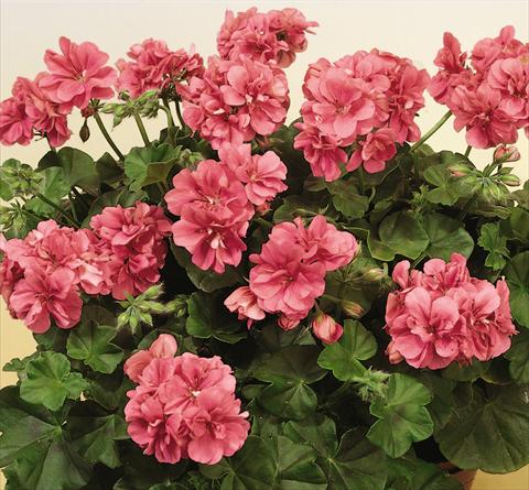 Photo de variété de fleurs à utiliser comme: Pot, patio, Suspension Pelargonium peltatum SIL Toscana® Erke