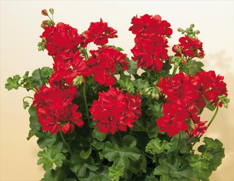 Photo de variété de fleurs à utiliser comme: Pot, patio, Suspension Pelargonium peltatum SIL Toscana® Fabian