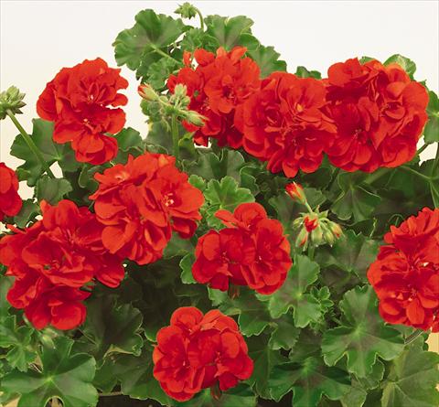 Photo de variété de fleurs à utiliser comme: Pot, patio, Suspension Pelargonium peltatum SIL Toscana® Falko