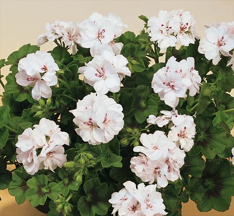 Photo de variété de fleurs à utiliser comme: Pot, patio, Suspension Pelargonium peltatum SIL Toscana® Insa